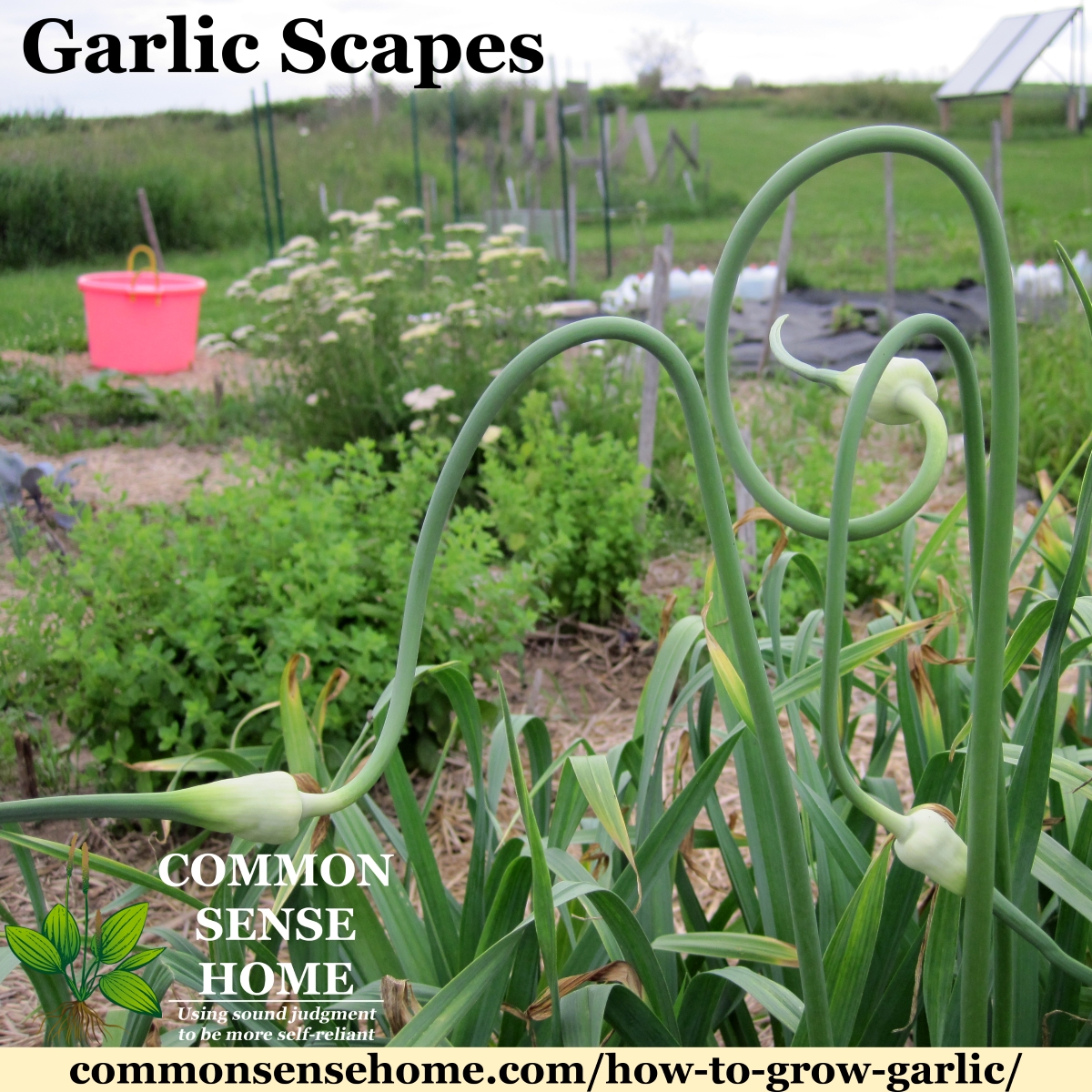 Garlic scapes