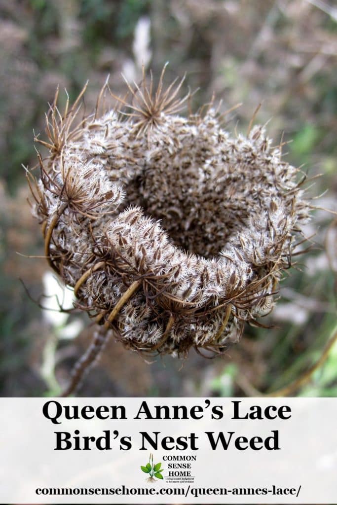 Queen Anne's lace is difficult to eradicate