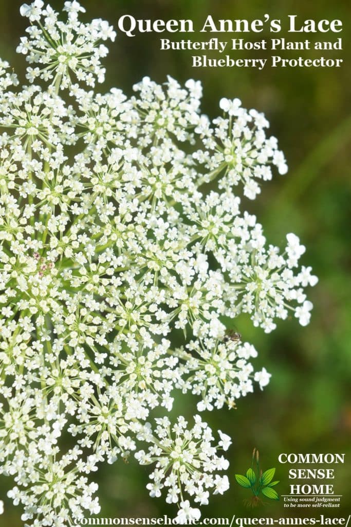 queen anne's lace blossom