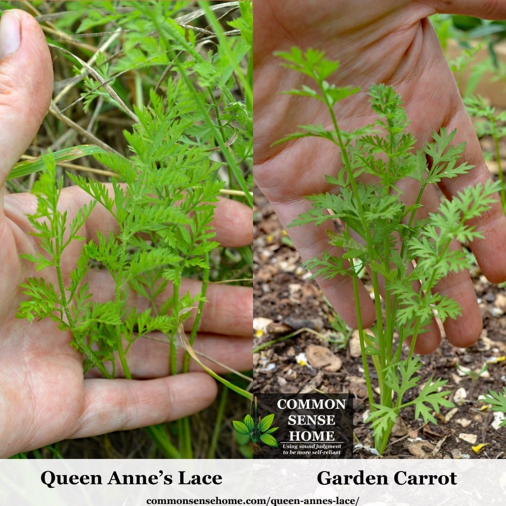 queen annes lace vs carrot
