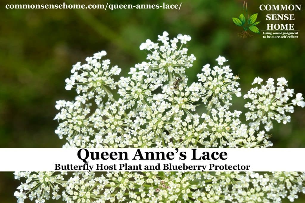 Queen Anne's Lace Flower, Rantipole, Daucus carota