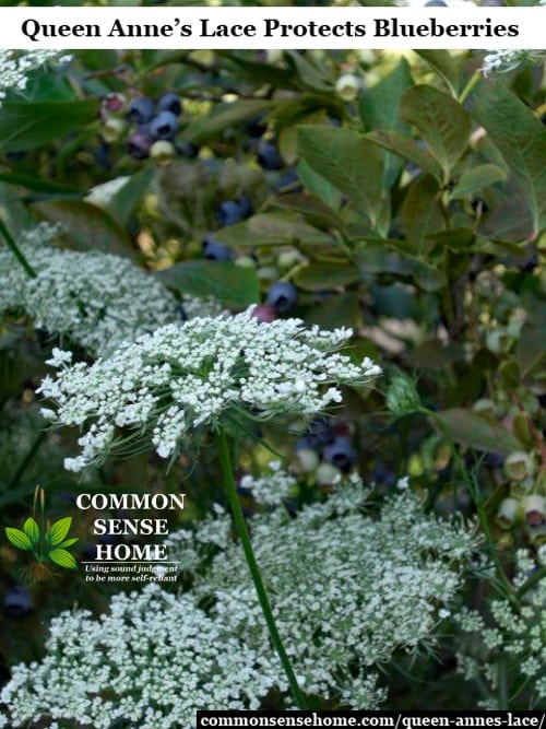 queen anne's lace with blueberries