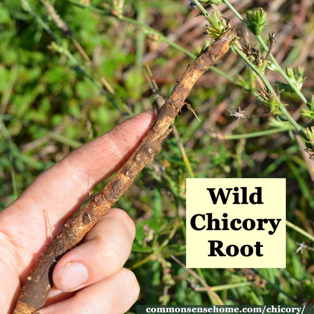 wild chicory root