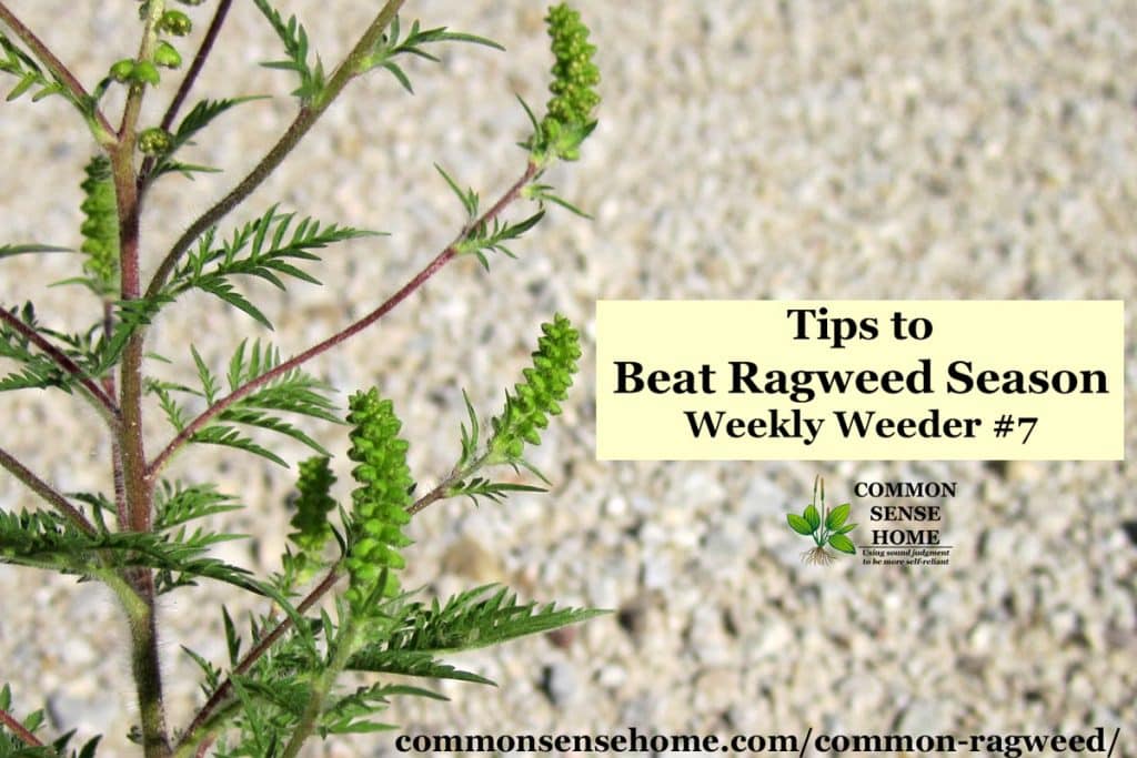 common ragweed plant - text "tips to beat ragweed season"