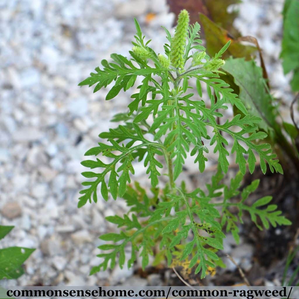 ragweed plant