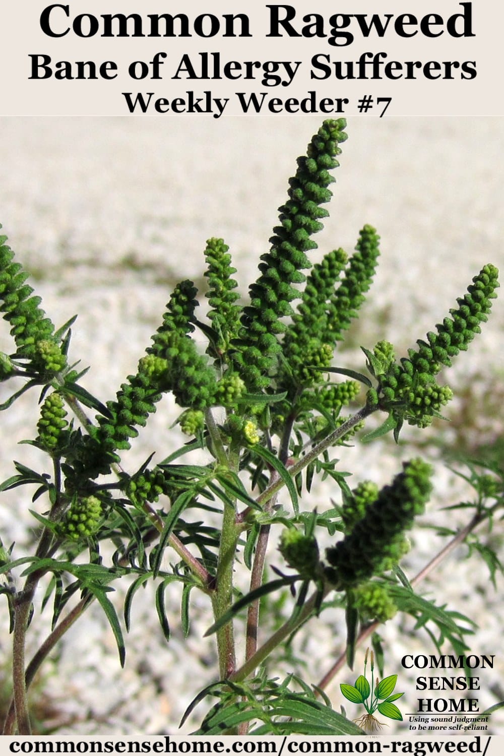 Common Ragweed Bane of Allergy Sufferers Weekly Weeder 7