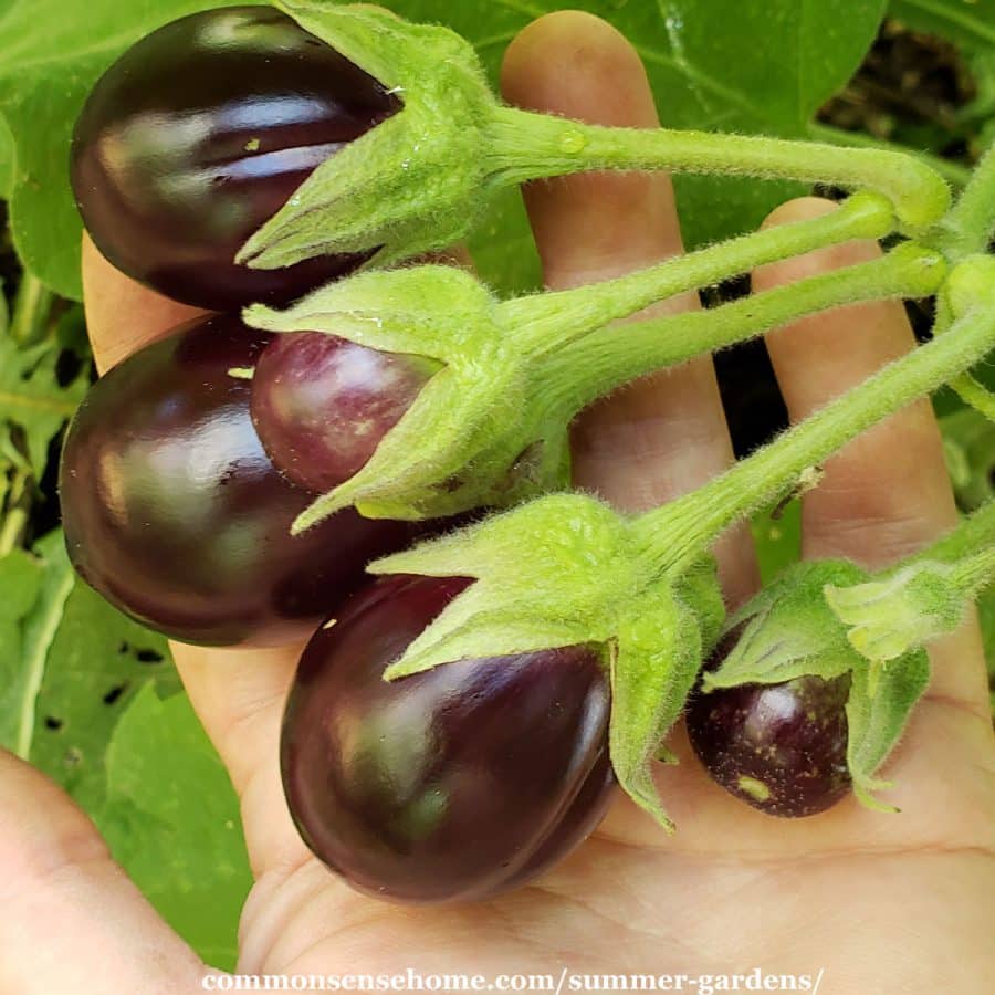 eggplant fruit on the vine