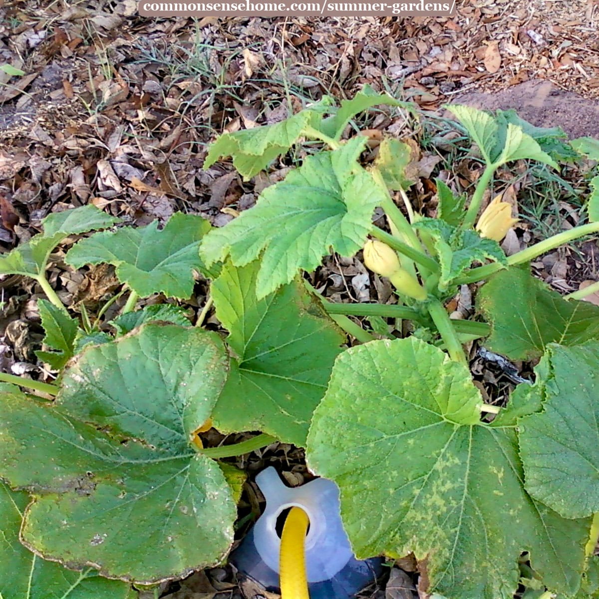 homemade drip irrigation