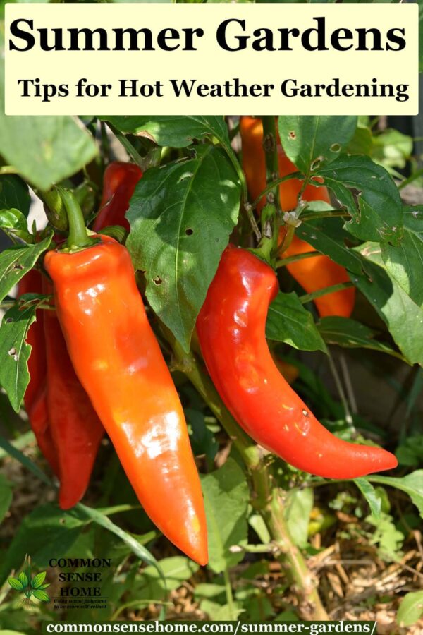 red hot peppers in garden