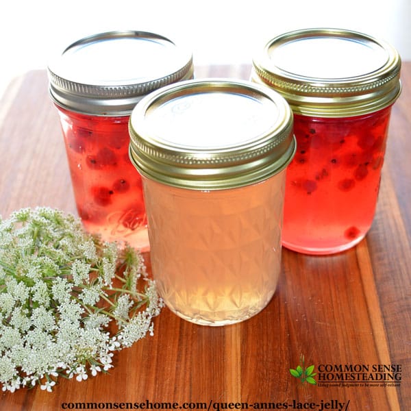 Queen Anne's Lace Jelly with Currants - The bright acidity of currants is a perfect compliment to the delicate floral flavor of Queen Anne's lace jelly.