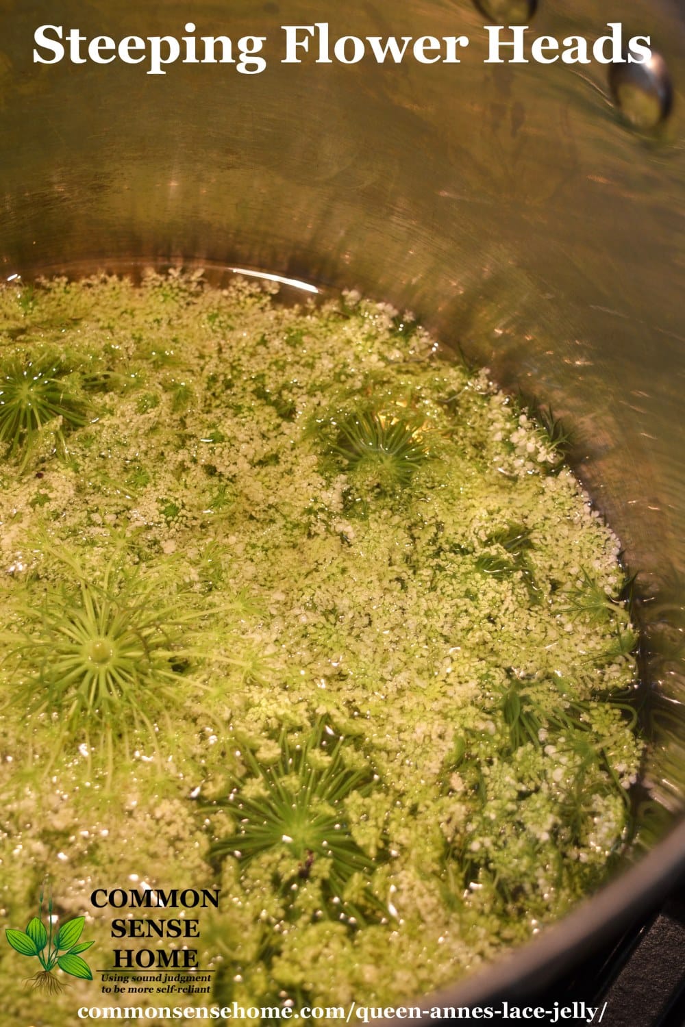 queen anne's lace steeping