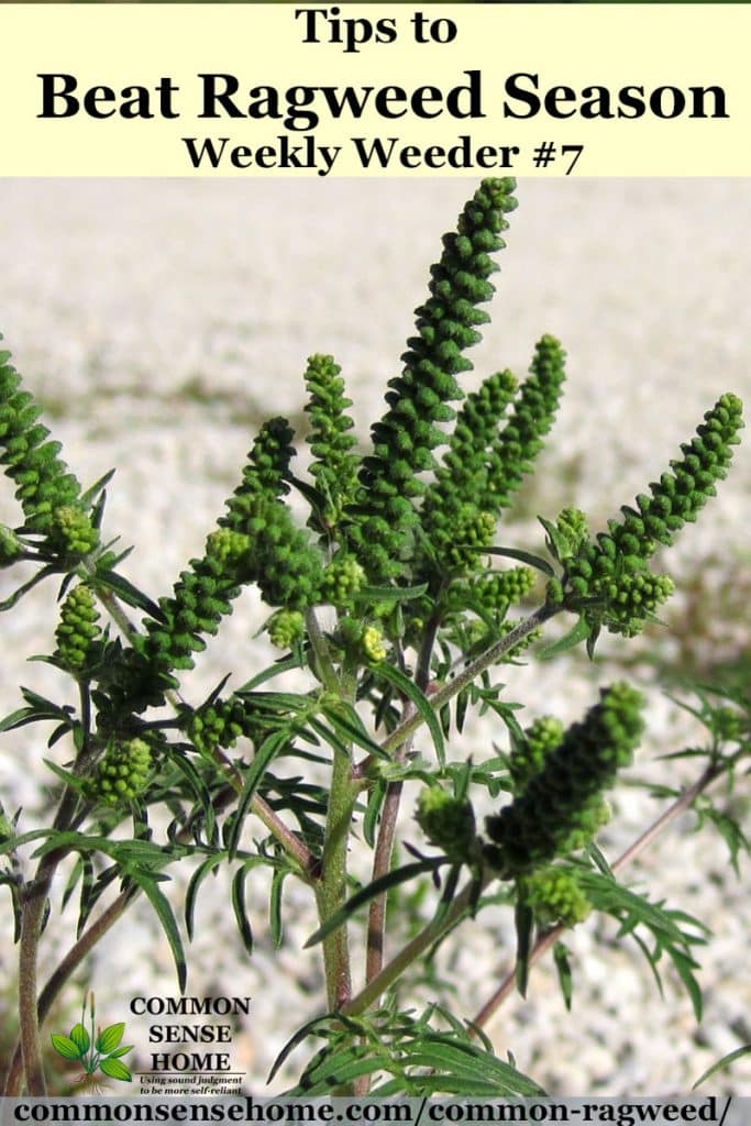 ragweed plant