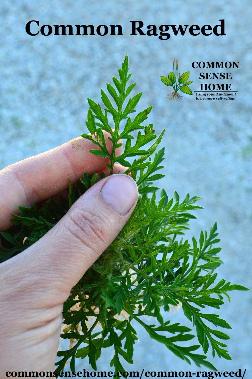 ragweed leaves being held in hand