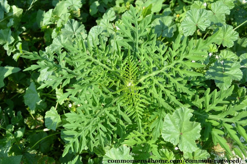 bushy green ragweed plant