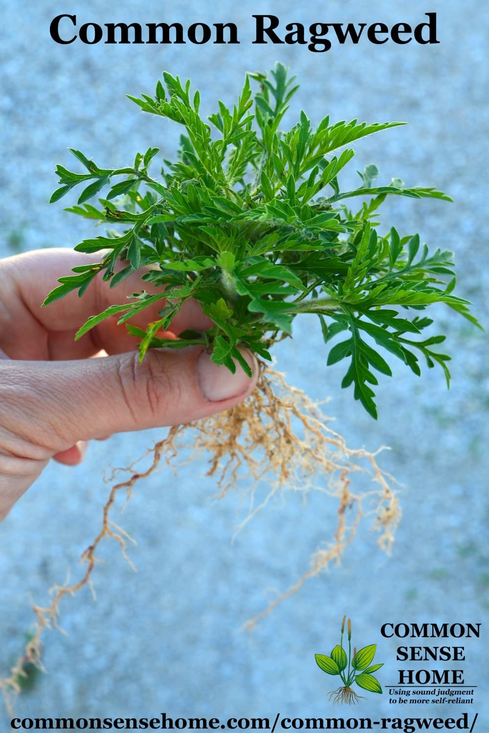 common ragweed plant pulled out of ground with roots