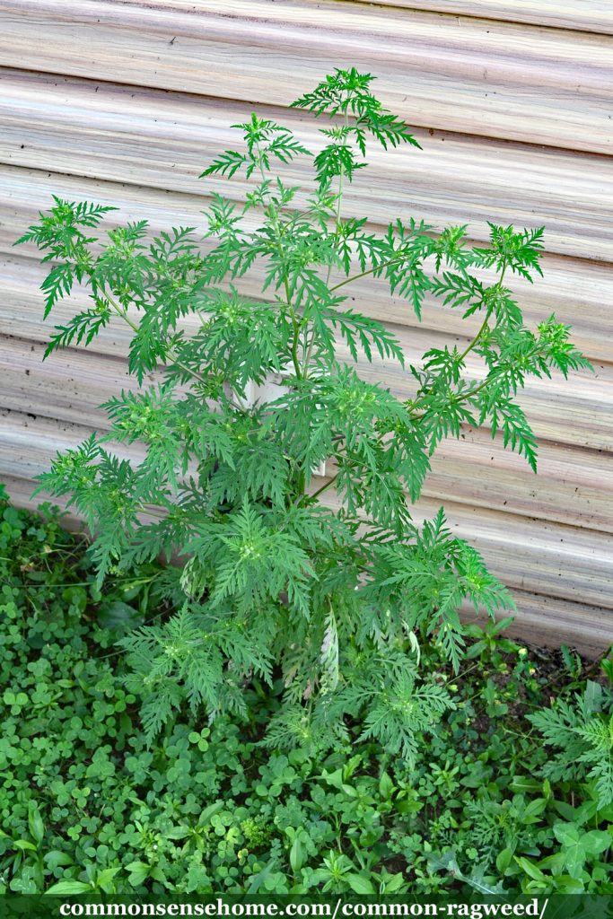 ragweed plant next to building