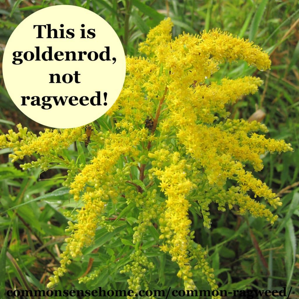 Ragweed Flower