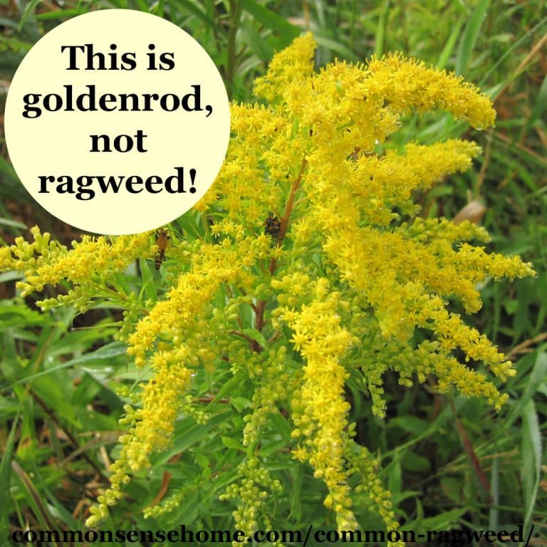 Common Ragweed Tips to Beat Ragweed Season Weekly Weeder 7