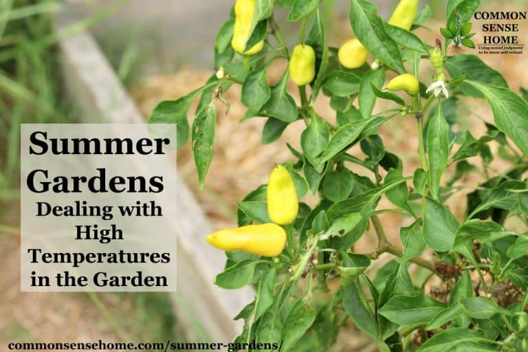 Summer Gardens - Dealing with High Temps in the Garden