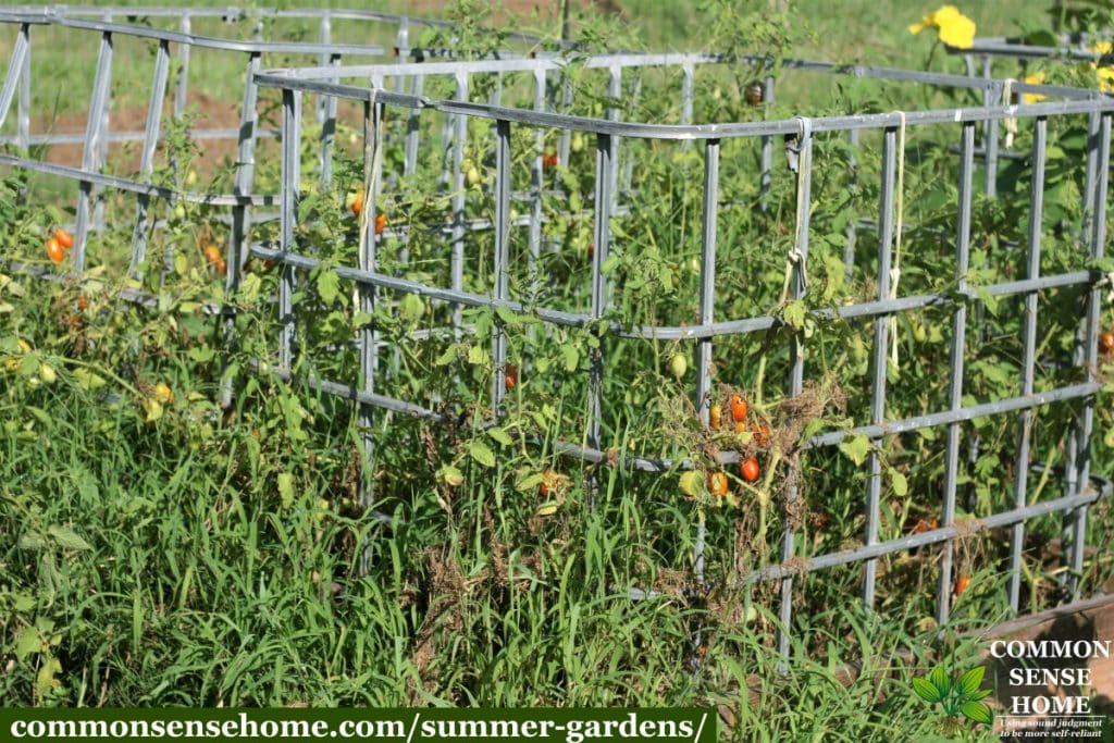 tomatoes struggling in a summer garden from extreme temperatures