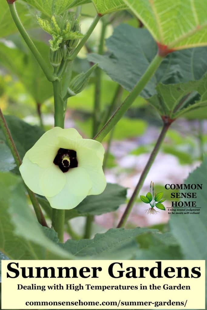 okra flower