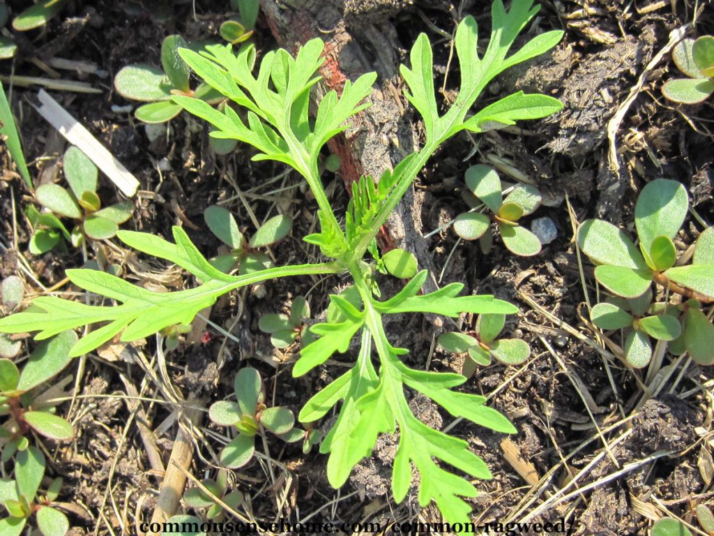 young ragweed plant