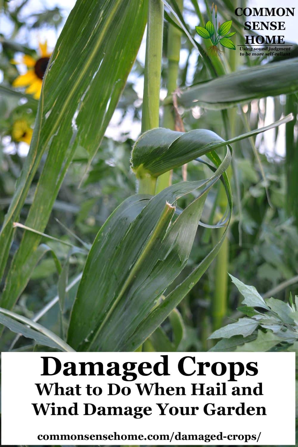 Damaged corn