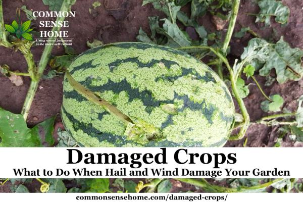 Damaged Crops – What to Do When Hail and Wind Damage Your Garden