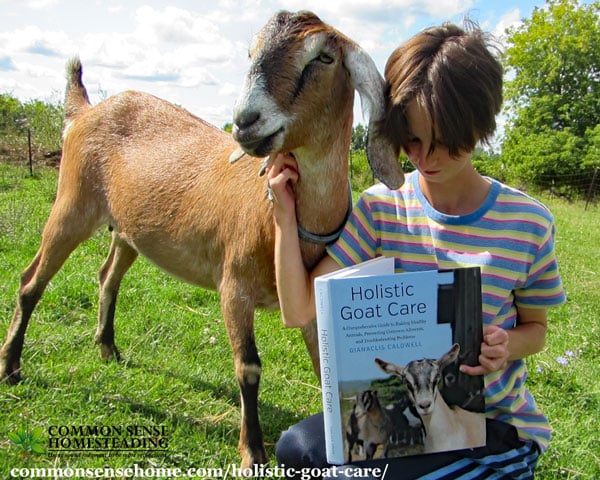 Holistic Goat Care gives the beginner building blocks for success while providing a more complex understanding of goat care for veteran goatherds. 