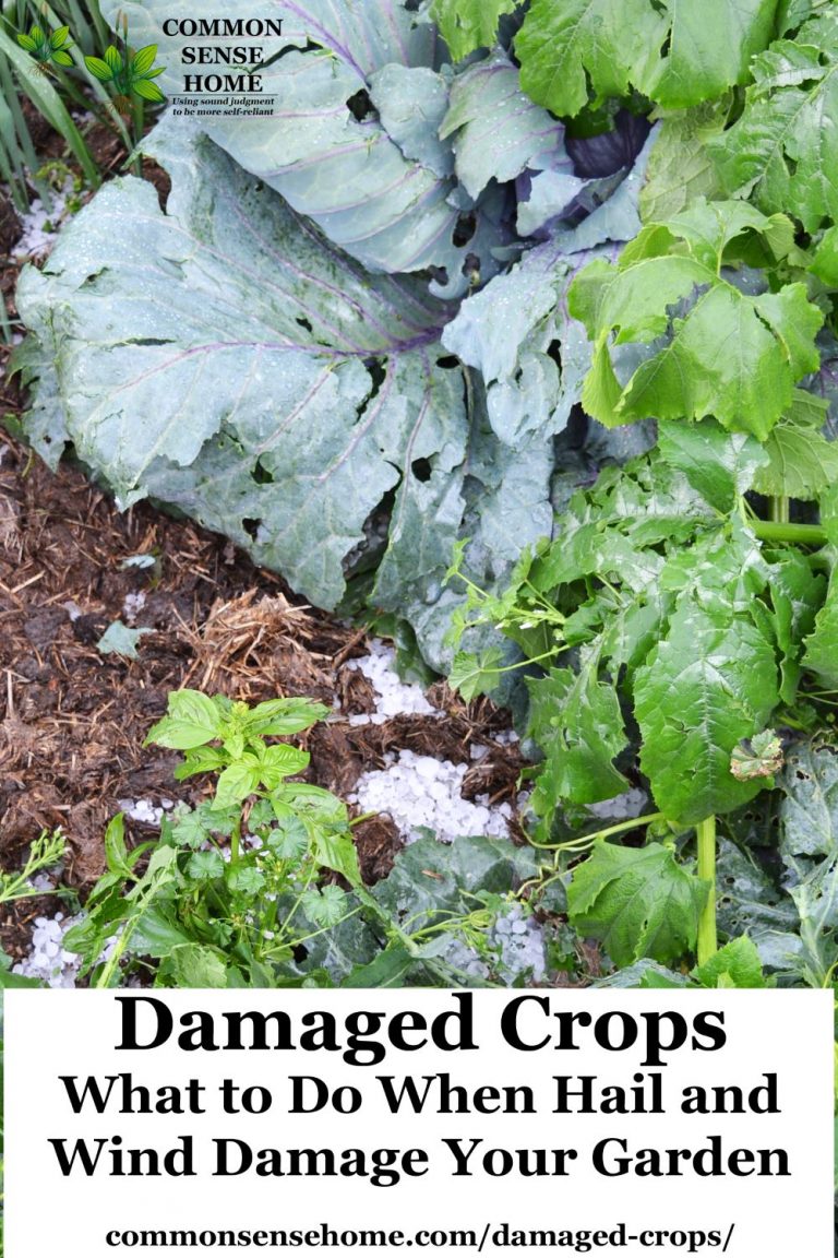 Damaged Crops - What to Do When Hail and Wind Damage Your Garden