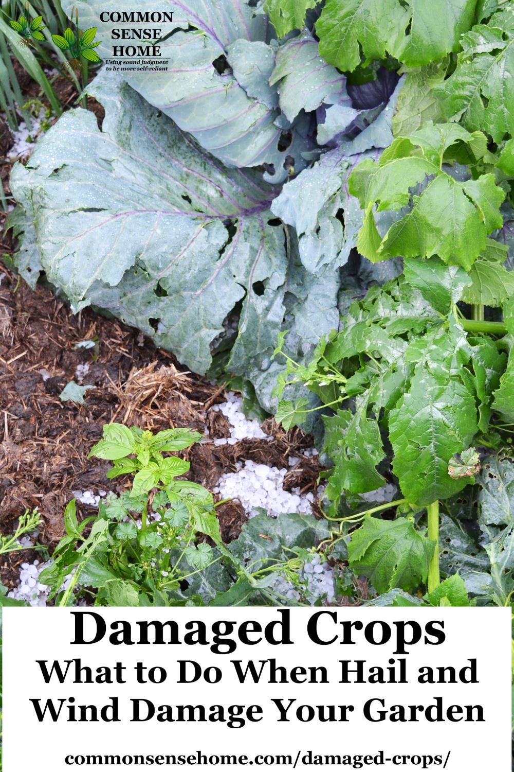 Hail Damage To Crops