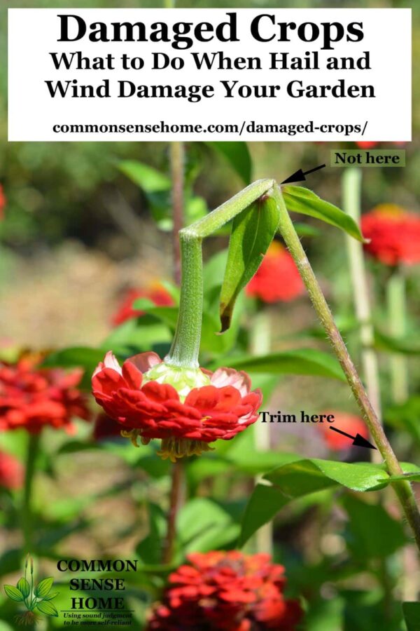 Damaged Crops What to Do When Hail and Wind Damage Your Garden