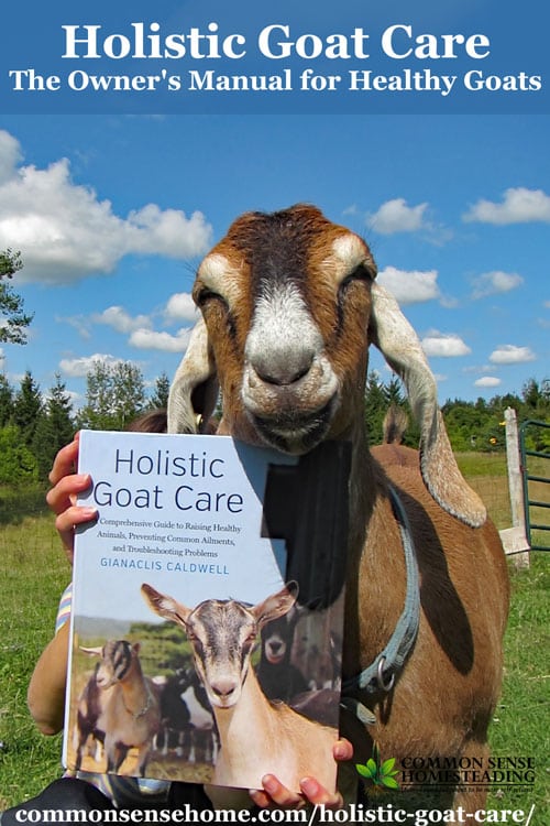 Holistic Goat Care gives the beginner building blocks for success while providing a more complex understanding of goat care for veteran goatherds. 