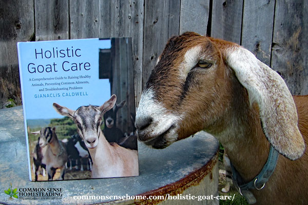 Holistic Goat Care gives the beginner building blocks for success while providing a more complex understanding of goat care for veteran goatherds. 