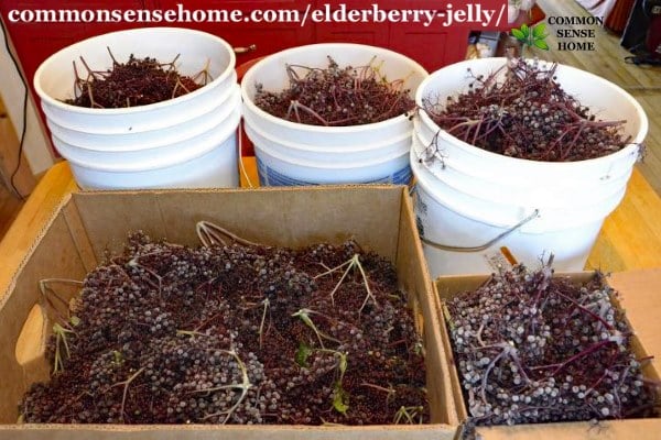 elderberry harvest