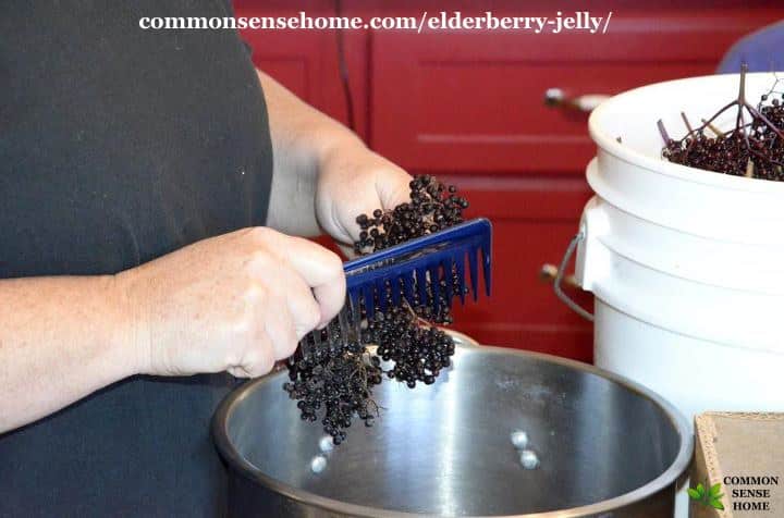 removing elderberries from their stems