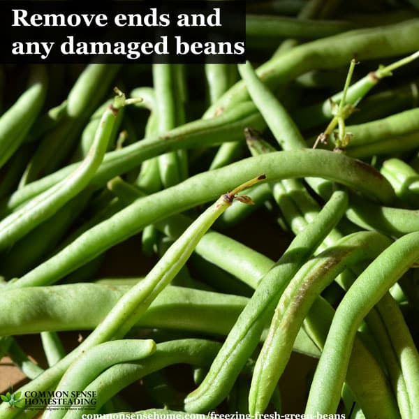 Freezing Fresh Green Beans With or Without Blanching, Step by Step