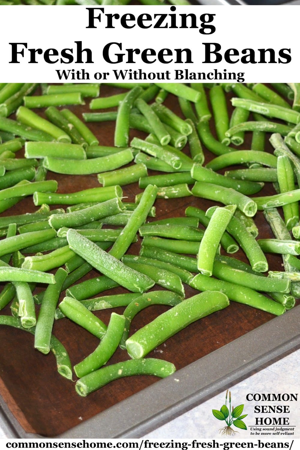 flash freezing green beans on a cookie sheet