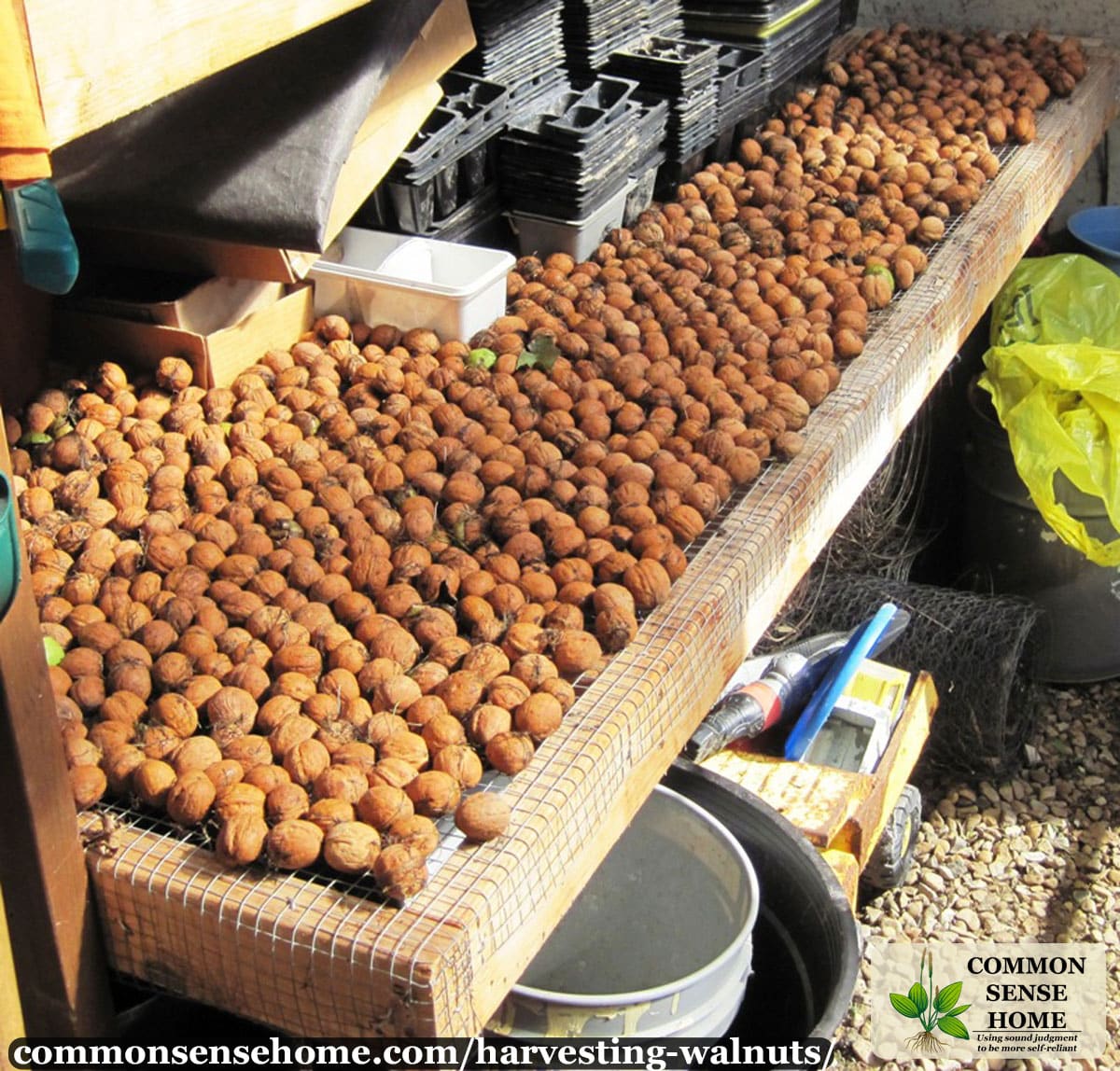 drying walnuts in the shell