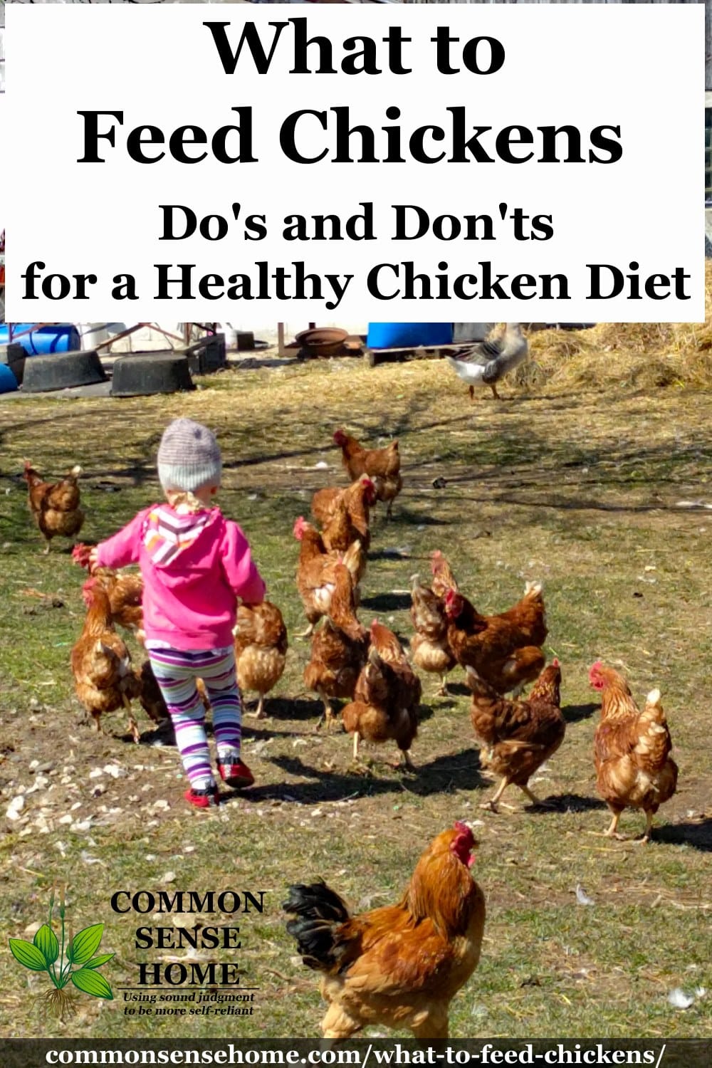 chickens feed healthy chicken treats feeding ts diet foods don keep commonsensehome garden visit meal