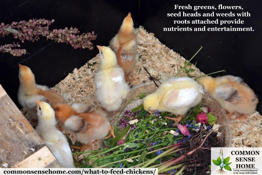 chicks eating greens