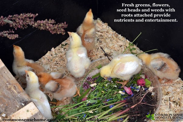 What to feed chickens and what not to feed chickens to keep your flock happy and healthy. Includes favorite healthy chicken treats and high risk foods.