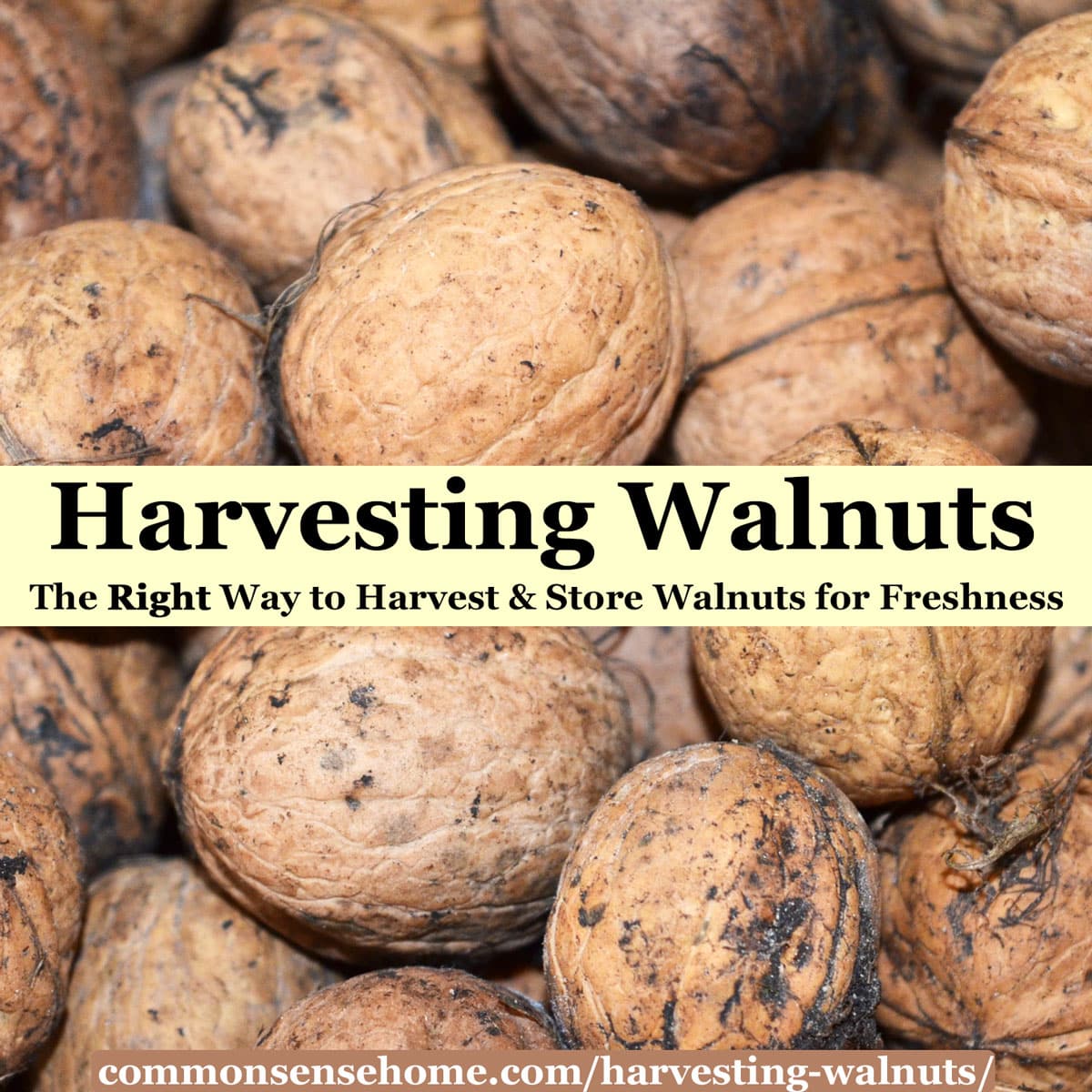 black walnut nuts hull