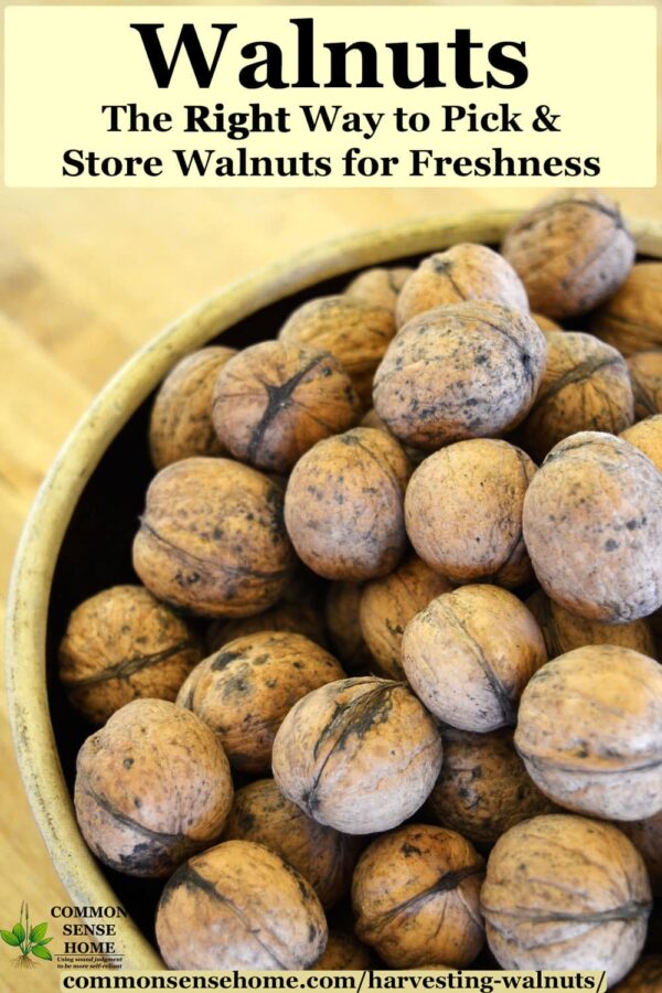 Harvesting Walnuts - How to Pick & Store Walnuts for Freshness