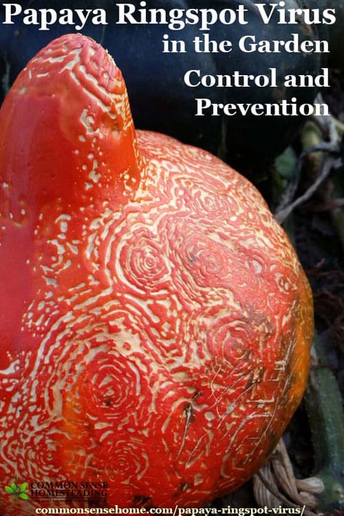 Papaya ringspot virus (PRSV-W) can infect a number of common garden crops. We'll discuss prevention and control, as well as using affected fruit.
