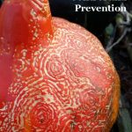 papaya ringspot virus