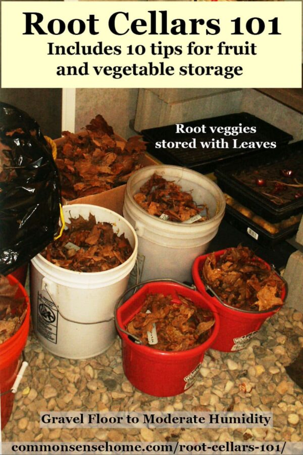 root cellar storage with root vegetables in leaves