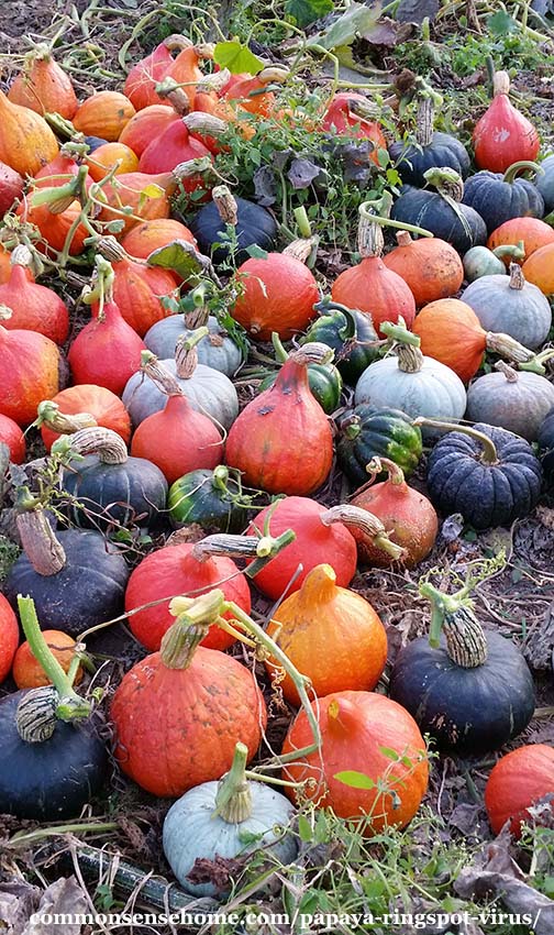 Squash harvest