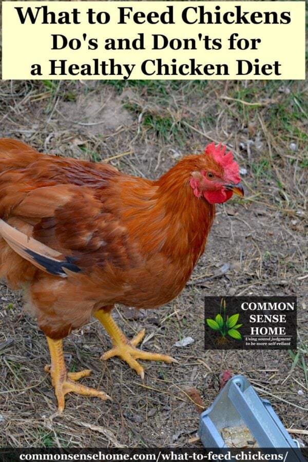 What to Feed Chickens Do's and Don'ts for a Healthy Chicken Diet