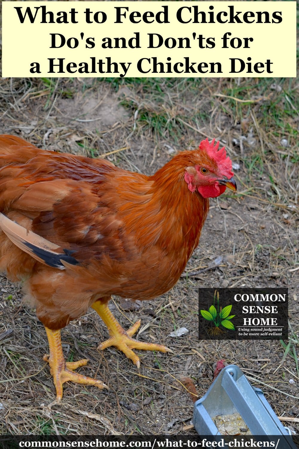 What To Feed Chickens Dos And Donts For A Healthy Chicken Diet